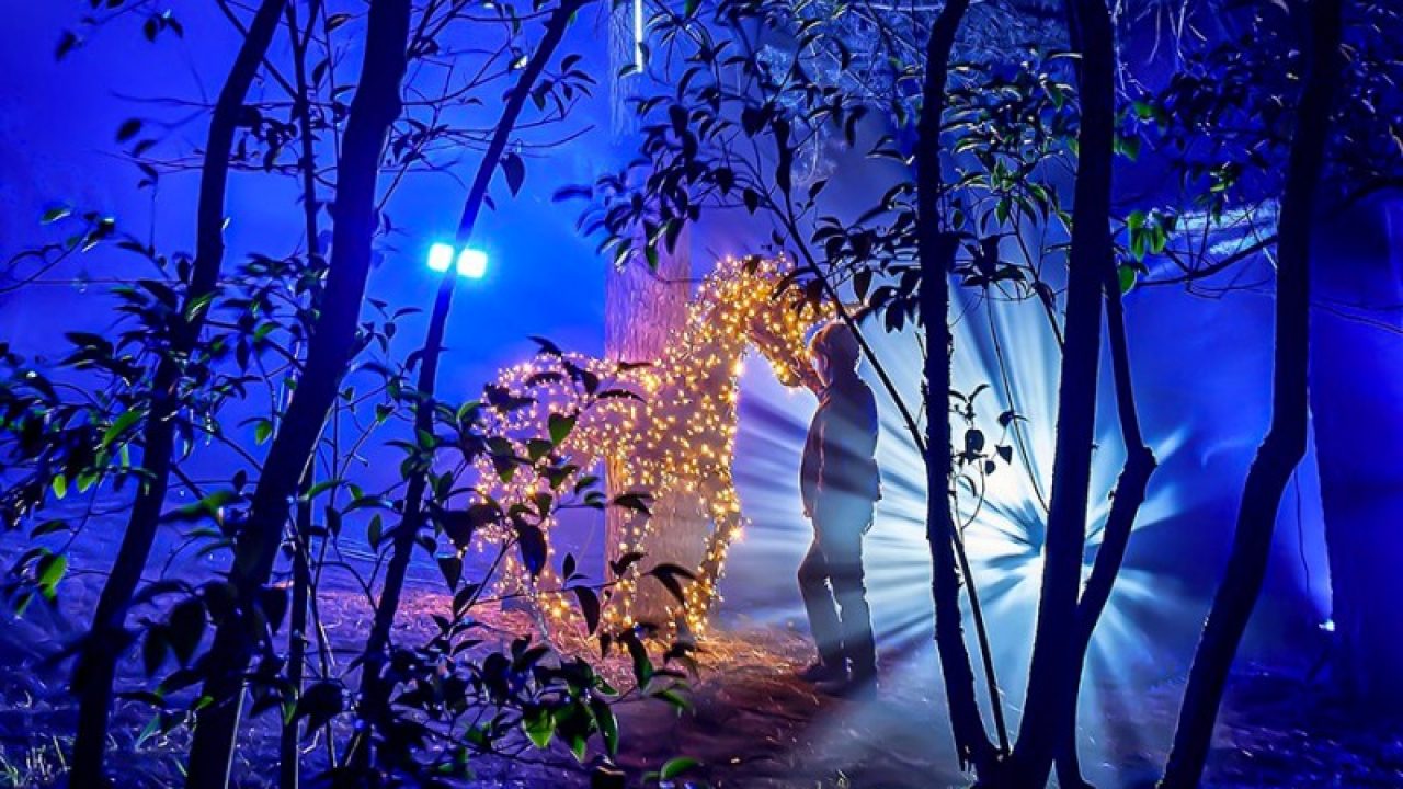 Illuminated Botanical Garden Madrid