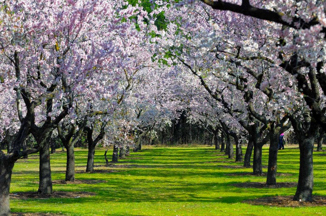 Quinta de los Molinos Madrid Guide Tours